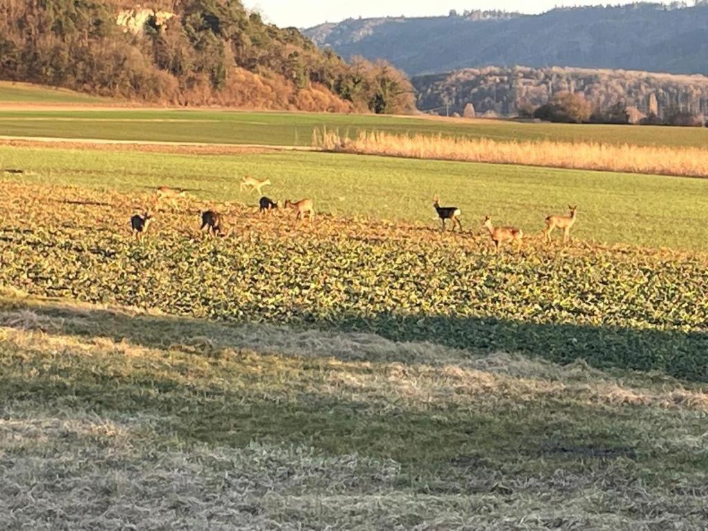 Schoene Unterkunft Naehe Schweiz Gottmadingen Zewnętrze zdjęcie